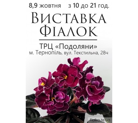 Выставка фиалок в Тернополе 7-8 октября 2016